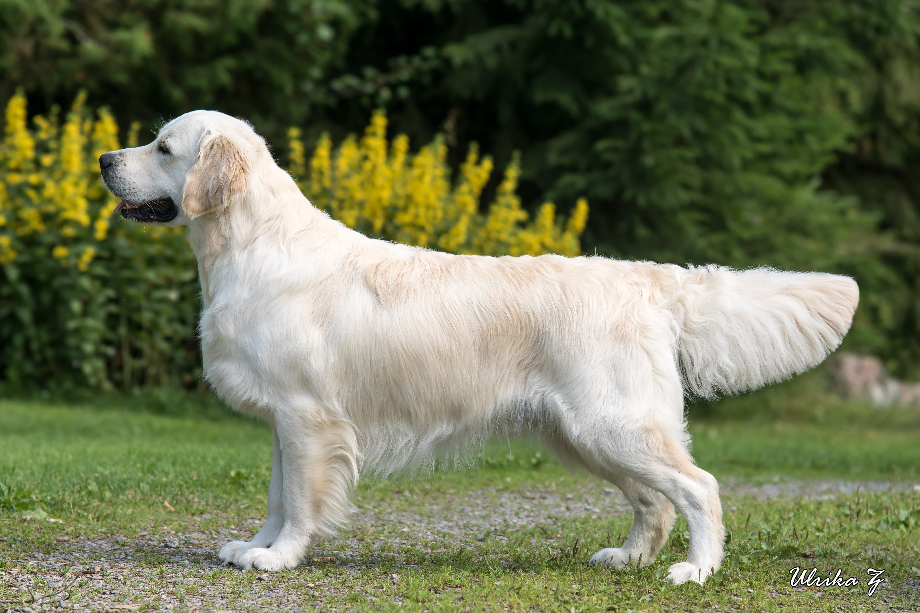Champion Xanthos Machiavelli