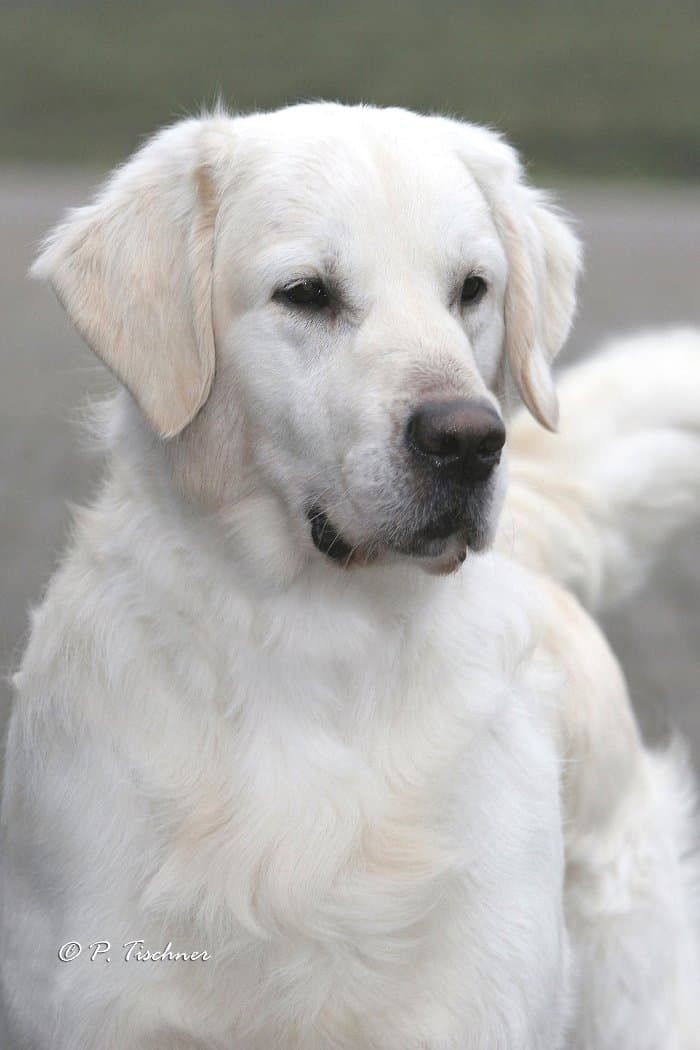 Champion Xanthos Apple Jack (Jack)