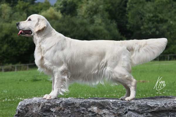 Xanthos Foreign Affaire (Halo)