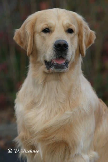 Champion Xanthos Gryffindor (Gryff)