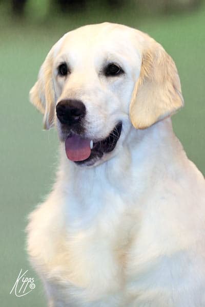Icelandic Champion Xanthos Megiddo (Brooke)