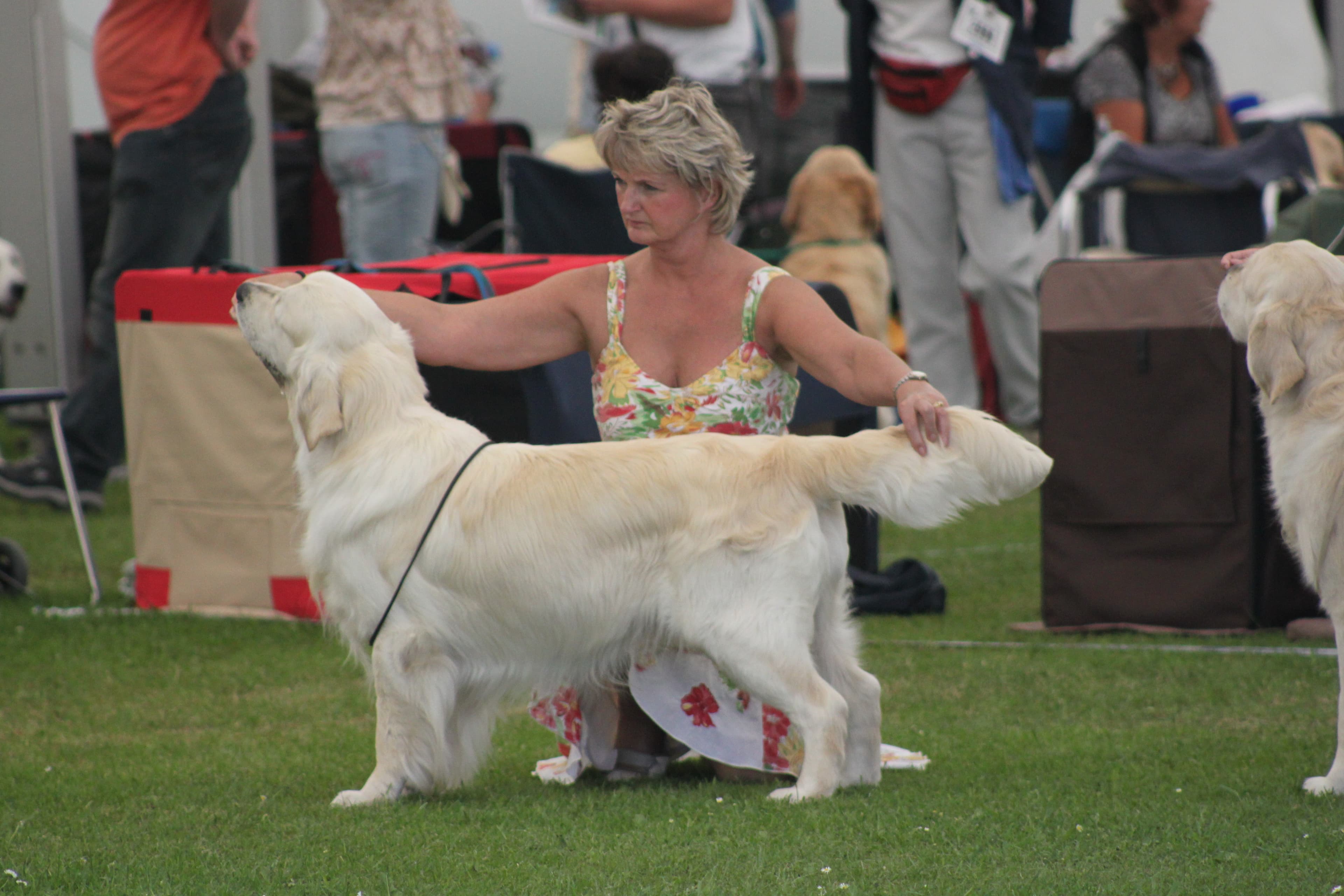 Int. Champion Xanthos Mondriaan SGWC