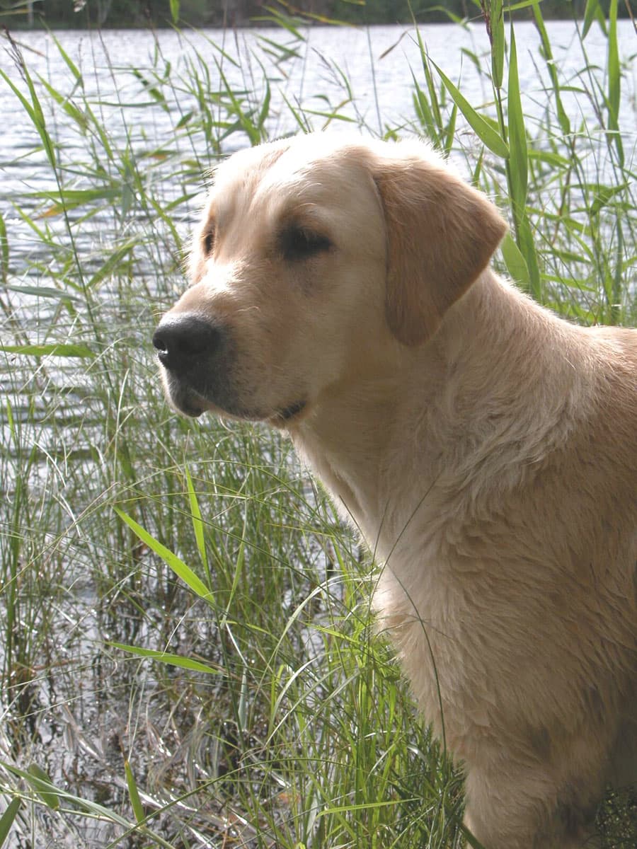 International Champion Xanthos Orinoco (Arina)