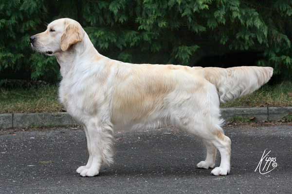 Dallas – standing 20 months