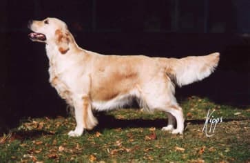 Lah Di Dah – full body