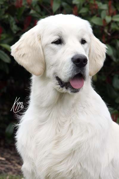 Mondriaan – 6 months head