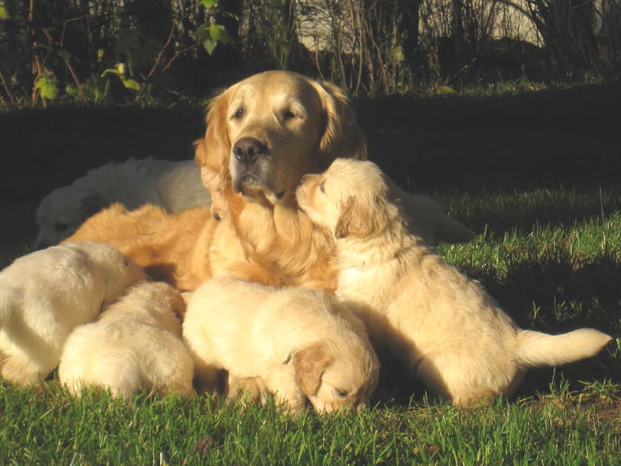 Orinoco – with pup