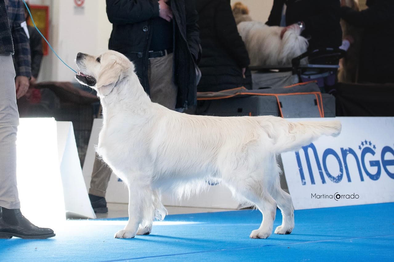 Tarot – Best in Show
