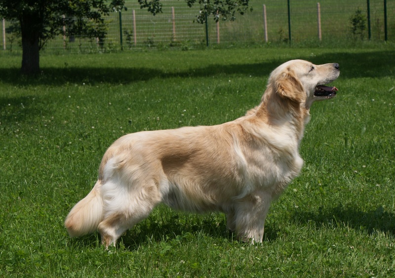Xanthos Blessing (Babou)