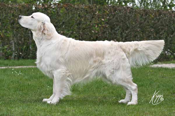 Champion Xanthos Conquistador (Novac)