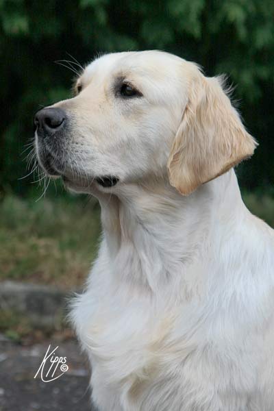 Champion Xanthos Debbie Does Dallas JW SGWC (Dallas)