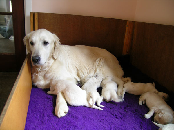 Xanthos puppies