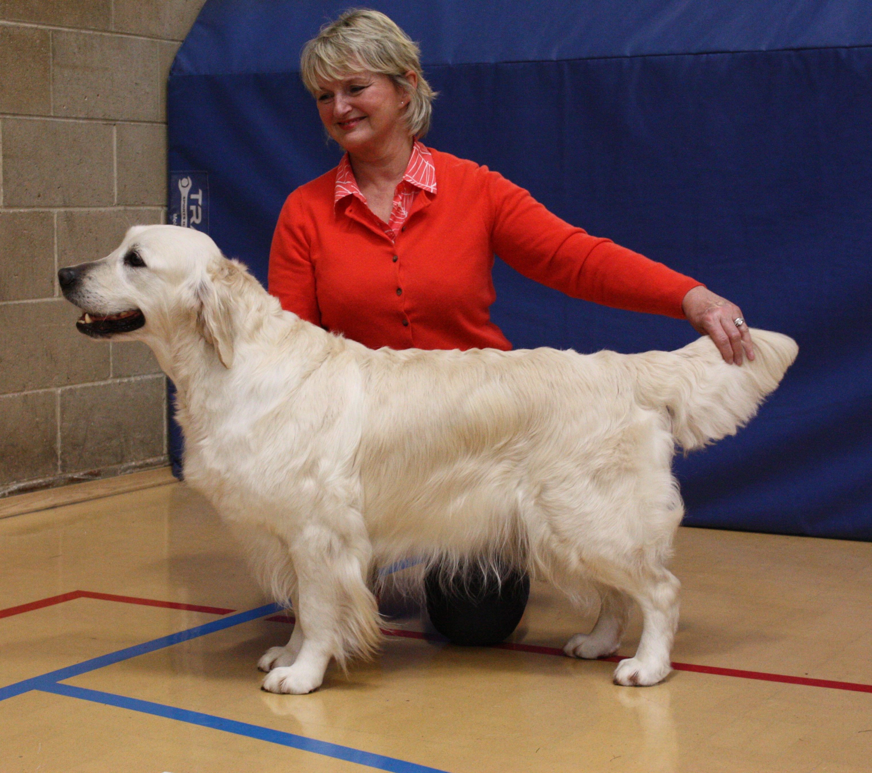 Champion Xanthos Givenchy JW SGWC (Wren)