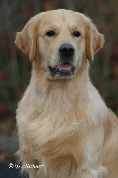 Champion Xanthos Gryffindor (Gryff)