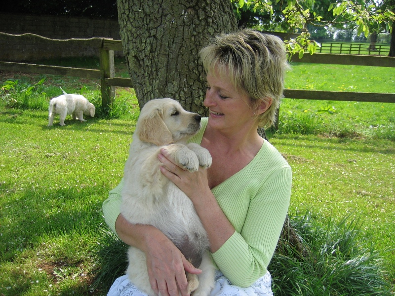 Xanthos Golden Retriever puppy by the pear tree