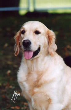 Champion Xanthos Lah Di Dah (Niamh)