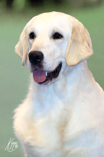 Icelandic Champion Xanthos Megiddo (Brooke)