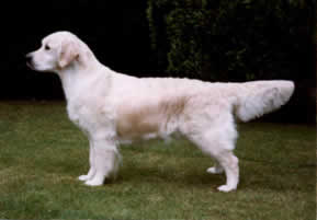 Xanthos O'Hara (Scarlett)