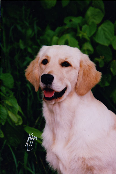 Xanthos Ruby Murray (Tikka)