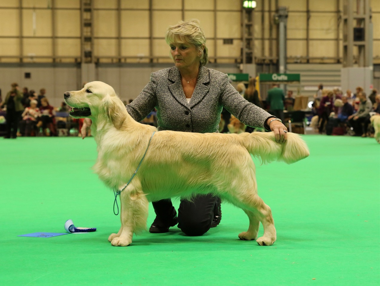 Jude at Crufts