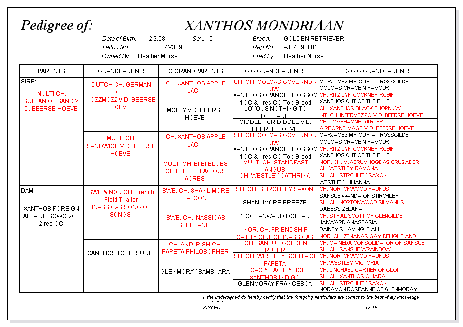 Mondriaan pedigree