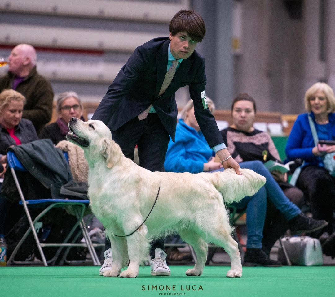 Tarot at Crufts